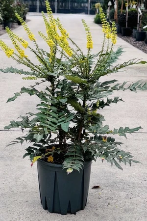 MAHONIA x media 'Charity'
