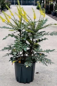 MAHONIA x media 'Charity'