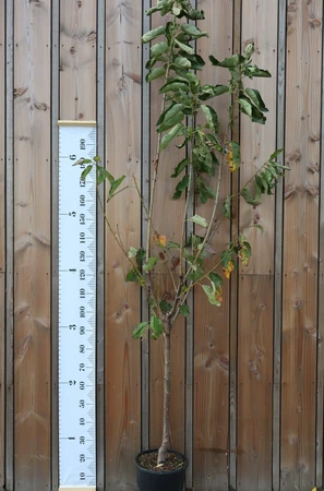 PRUNUS avium 'Bigarreau Napoleon' (Cherry)