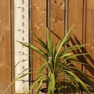 CORDYLINE australis 'Peko'