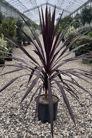 CORDYLINE australis 'Burgundy Spire'