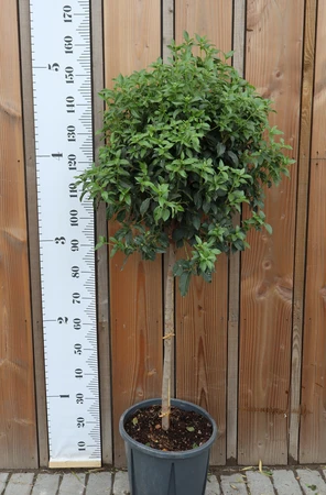 VIBURNUM tinus 'Eve Price'