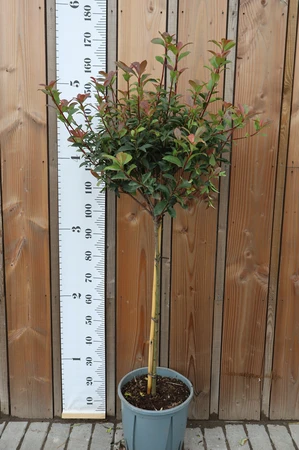 PHOTINIA x fraseri 'Carre Rouge'