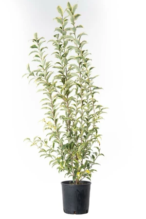 LIGUSTRUM lucidum 'Excelsum Superbum'