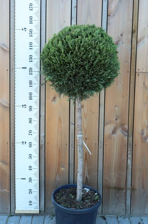 CUPRESSOCYPARIS leylandii 'Castlewellan'