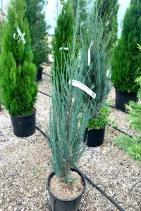 JUNIPERUS scopulorum 'Blue Arrow'