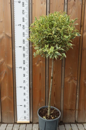 LIGUSTRUM lucidum 'Excelsum Superbum'