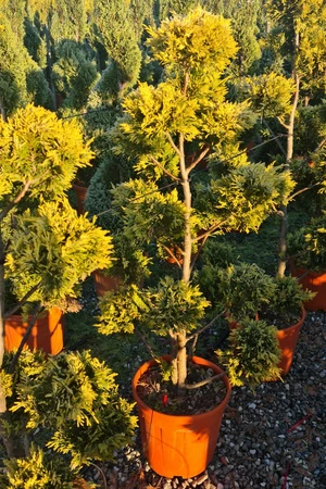 CUPRESSOCYPARIS leylandii 'Gold Rider'