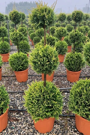 CUPRESSOCYPARIS leylandii 'Castlewellan'