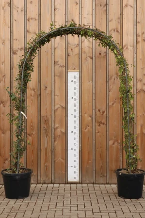 TRACHELOSPERMUM jasminoides