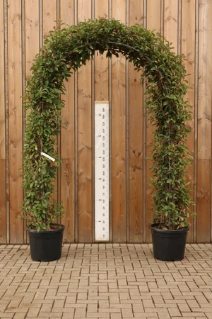 PHOTINIA x fraseri 'Red Robin'