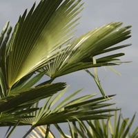 Palms
